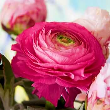 Amazon｜ラナンキュラス 球根 ラナンキュラス苗 多年生植物-15球根-d